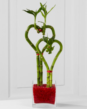 Be Still My Heart Bamboo - Double